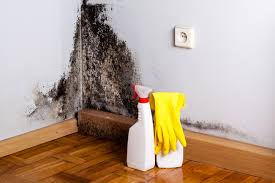 Mold Documentation for Insurance Claims in Simpsonville, SC